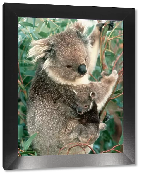 Koala Mother & Young, Australia