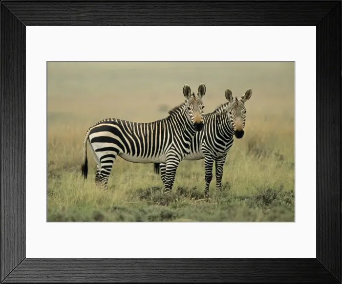 Framed Print : Mountain Zebras - Two together. South Africa - IUCN Endangered - Still considered at risk due to lack of free habitat due to ranching Framed Print : Mountain Zebras - Two together. South Africa - IUCN Endangered - Still considered at risk due to lack of free habitat due to ranching