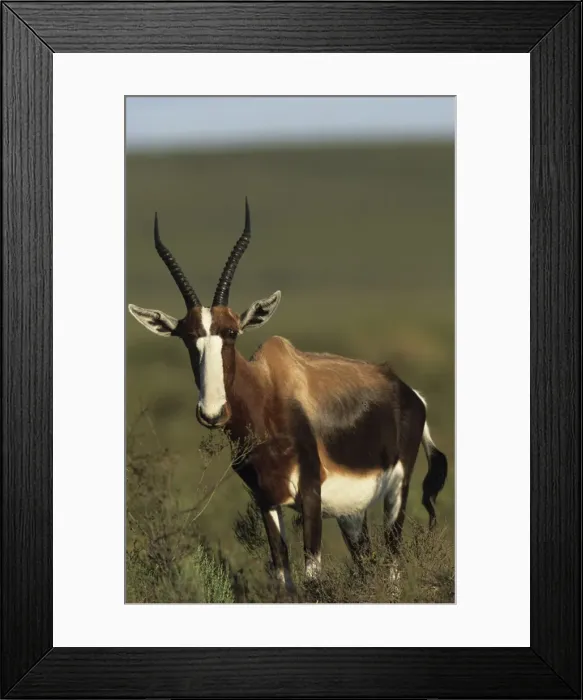 Framed Print : Bontebok - Subspecies Now extinct as wild animals - Kept on farms (one having been made into a national park) - Smaller southern cousins of the Topi. South Africa Framed Print : Bontebok - Subspecies Now extinct as wild animals - Kept on farms (one having been made into a national park) - Smaller southern cousins of the Topi. South Africa