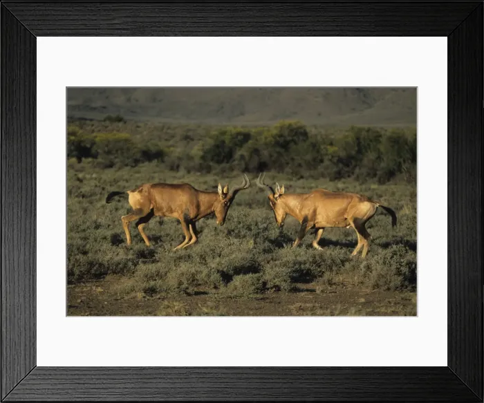 Framed Print : Hartebeest / Kongoni - Fighting - South Africa Framed Print : Hartebeest / Kongoni - Fighting - South Africa