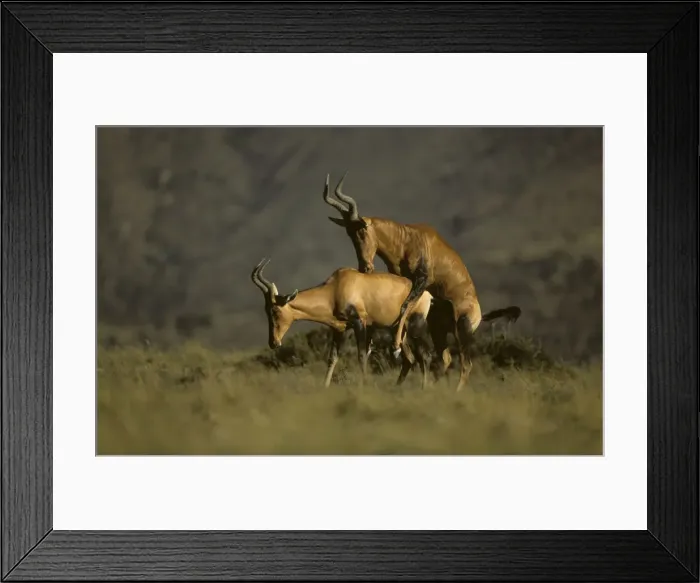 Framed Print : Hartebeest / Kongoni - Pair mating - South Africa Framed Print : Hartebeest / Kongoni - Pair mating - South Africa