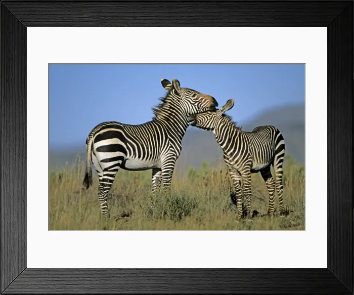 Framed Print : Mountain Zebras - Mother and baby - South Africa - IUCN Endangered Framed Print : Mountain Zebras - Mother and baby - South Africa - IUCN Endangered