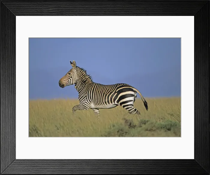 Framed Print : Cape Mountain Zebra - Running. South Africa - IUCN Endangered Framed Print : Cape Mountain Zebra - Running. South Africa - IUCN Endangered