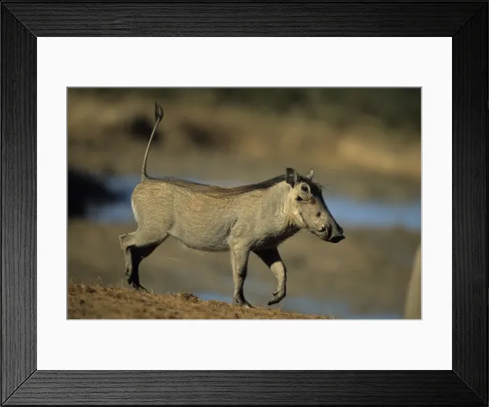 Framed Print : Common Warthog - Lives in open and arid areas in central and southern Africa - In spite of great tolerance of heat and drought they depend upon natural and self-dug shelters to escape extremes of heat and cold Framed Print : Common Warthog - Lives in open and arid areas in central and southern Africa - In spite of great tolerance of heat and drought they depend upon natural and self-dug shelters to escape extremes of heat and cold