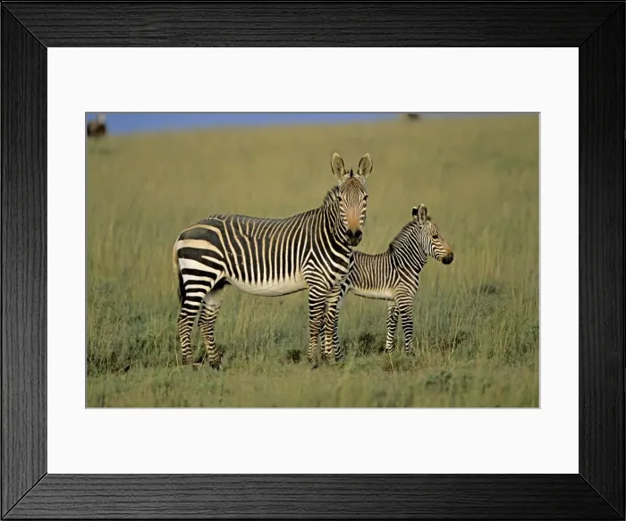 Framed Print : Cape Mountain Zebras - Mother with young. South Africa - IUCN Endangered Framed Print : Cape Mountain Zebras - Mother with young. South Africa - IUCN Endangered