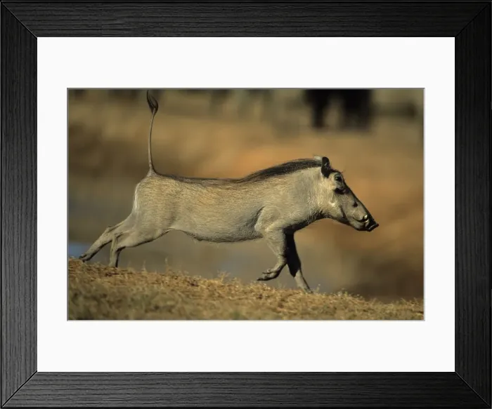 Framed Print : Common Warthog - Running. Lives in open and arid areas in central and southern Africa - In spite of great tolerance of heat and drought they depend upon natural and self-dug shelters to escape extremes of heat and cold Framed Print : Common Warthog - Running. Lives in open and arid areas in central and southern Africa - In spite of great tolerance of heat and drought they depend upon natural and self-dug shelters to escape extremes of heat and cold