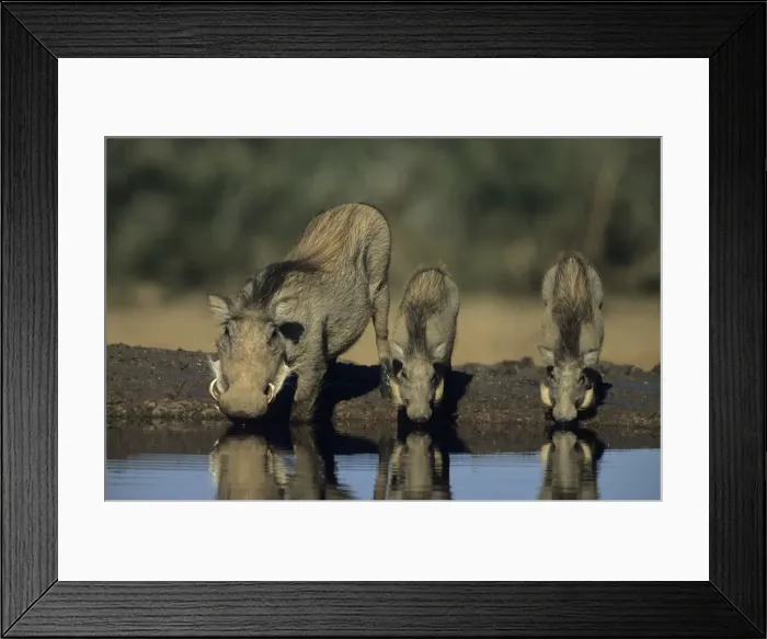 Framed Print : Common Warthog - Adult with young drinking from pool. Lives in open and arid areas in central and southern Africa - In spite of great tolerance of heat and drought they depend upon natural and self-dug shelters to escape extremes of heat Framed Print : Common Warthog - Adult with young drinking from pool. Lives in open and arid areas in central and southern Africa - In spite of great tolerance of heat and drought they depend upon natural and self-dug shelters to escape extremes of heat