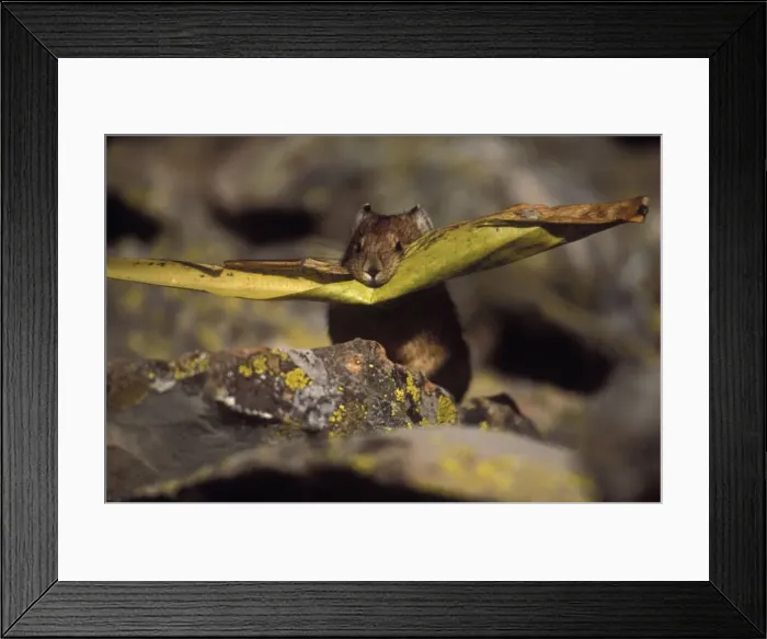 Framed Print : Pika - Leaf in mouth, storing vegetation to be used as food in winter - Inhabits talus slopes and rock slides usually near timberline and high mountains - Lives in colonies - Each pika has a territory within the colony at least in autumn - Related Framed Print : Pika - Leaf in mouth, storing vegetation to be used as food in winter - Inhabits talus slopes and rock slides usually near timberline and high mountains - Lives in colonies - Each pika has a territory within the colony at least in autumn - Related