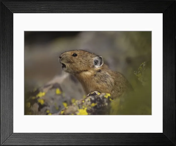 Framed Print : Pika - Calling - Colorado, USA - Inhabits talus slopes and rock slides usually near timberline and high mountains - Lives in colonies - Each pika has a territory within the colony at least in autumn - Related to rabbits - Feeds on grasses Framed Print : Pika - Calling - Colorado, USA - Inhabits talus slopes and rock slides usually near timberline and high mountains - Lives in colonies - Each pika has a territory within the colony at least in autumn - Related to rabbits - Feeds on grasses