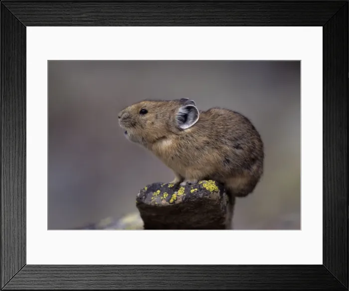 Framed Print : Pika - Calling - Colorado, USA - Inhabits talus slopes and rock slides usually near timberline and high mountains - Lives in colonies - Each pika has a territory within the colony at least in autumn - Related to rabbits - Feeds on grasses Framed Print : Pika - Calling - Colorado, USA - Inhabits talus slopes and rock slides usually near timberline and high mountains - Lives in colonies - Each pika has a territory within the colony at least in autumn - Related to rabbits - Feeds on grasses