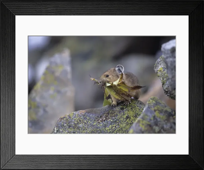 Framed Print : Pika - With leaves in mouth - Colorado, USA - Storing vegetation to be used as food in winter - Inhabits talus slopes and rock slides usually near timberline Framed Print : Pika - With leaves in mouth - Colorado, USA - Storing vegetation to be used as food in winter - Inhabits talus slopes and rock slides usually near timberline