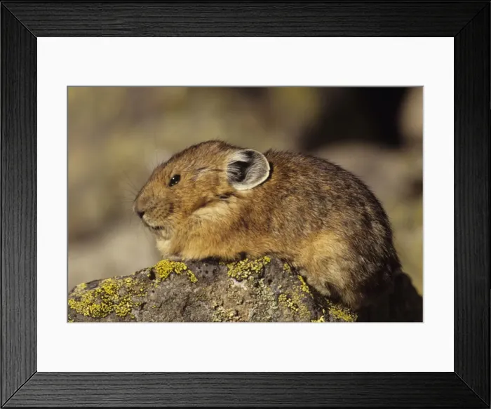 Framed Print : Pika - Colorado, USA - Inhabits talus slopes and rock slides usually near timberline and high mountains - Lives in colonies - Each pika has a territory within the colony at least in autumn - Related to rabbits - Feeds on grasses Framed Print : Pika - Colorado, USA - Inhabits talus slopes and rock slides usually near timberline and high mountains - Lives in colonies - Each pika has a territory within the colony at least in autumn - Related to rabbits - Feeds on grasses