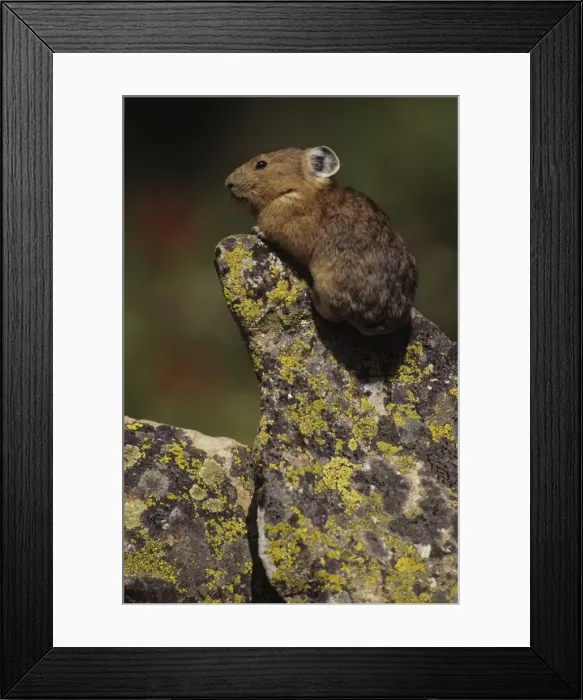 Framed Print : Pika - On rock - Colorado, USA - Inhabits talus slopes and rock slides usually near timberline and high mountains - Lives in colonies - Each pika has a territory within the colony at least in autumn - Related to rabbits - Feeds on grasses Framed Print : Pika - On rock - Colorado, USA - Inhabits talus slopes and rock slides usually near timberline and high mountains - Lives in colonies - Each pika has a territory within the colony at least in autumn - Related to rabbits - Feeds on grasses