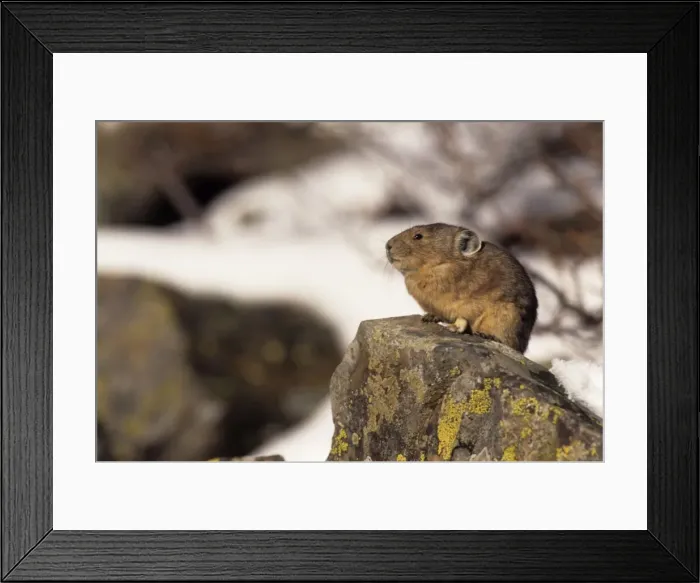 Framed Print : Pika - Colorado, USA - Inhabits talus slopes and rock slides usually near timberline and high mountains - Lives in colonies - Each pika has a territory within the colony at least in autumn - Related to rabbits - Feeds on grasses Framed Print : Pika - Colorado, USA - Inhabits talus slopes and rock slides usually near timberline and high mountains - Lives in colonies - Each pika has a territory within the colony at least in autumn - Related to rabbits - Feeds on grasses