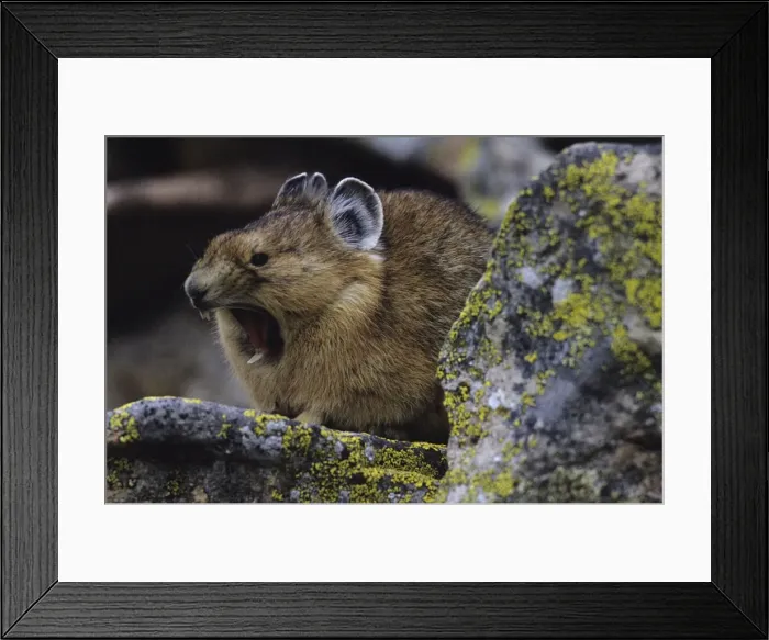 Framed Print : Pika - Yawning - Colorado, USA - Inhabits talus slopes and rock slides usually near timberline and high mountains - Lives in colonies - Each pika has a territory within the colony at least in autumn - Related to rabbits - Feeds on grasses