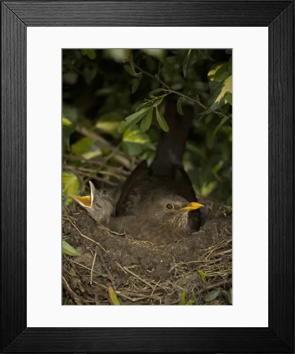 Framed Print : Blackbird - UK - Female on nest with nestlings Framed Print : Blackbird - UK - Female on nest with nestlings