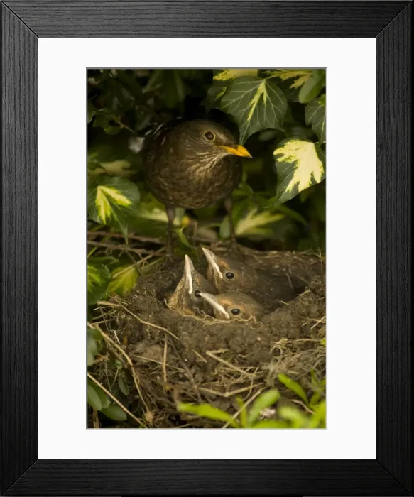 Framed Print : Blackbird - UK - Female on nest with nestlings