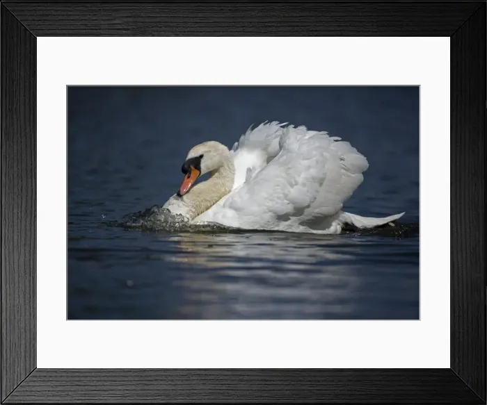 Framed Print : (c) John Cancalosi Framed Print : (c) John Cancalosi