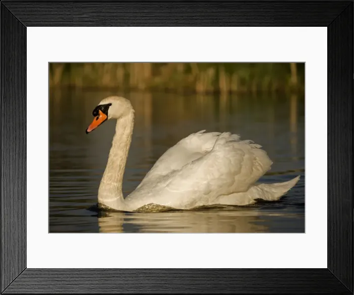 Framed Print : (c) John Cancalosi Framed Print : (c) John Cancalosi