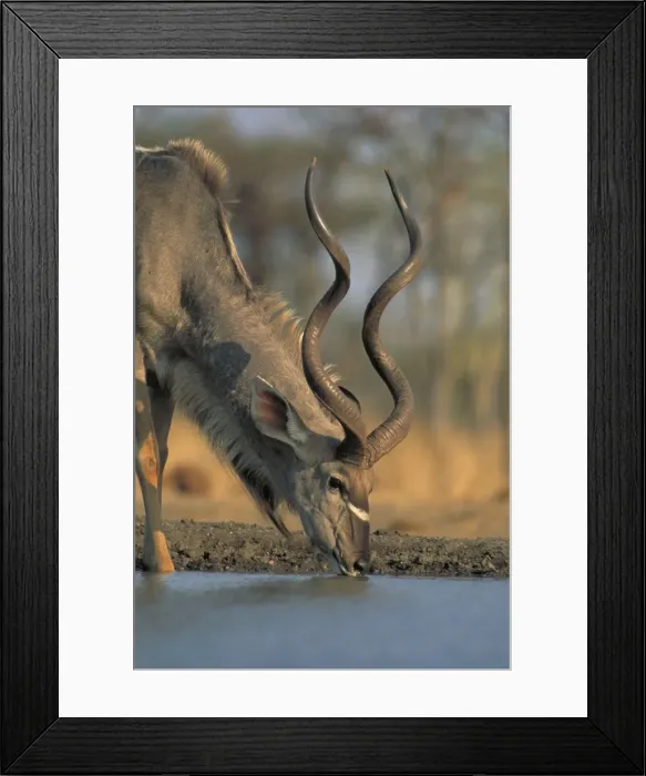 Framed Print : Greater Kudu - Zimbabwe, Africa - Drinking Framed Print : Greater Kudu - Zimbabwe, Africa - Drinking