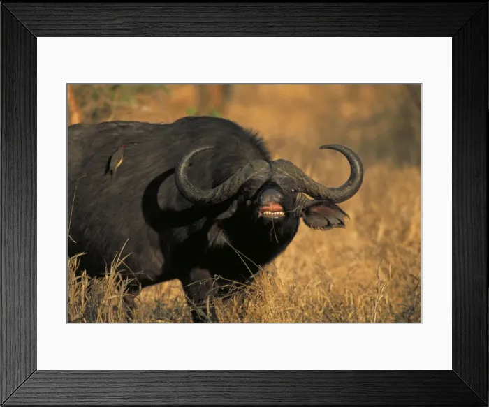Framed Print : Cape Buffalo - Showing teeth. With Red-billed Oxpecker on back. Zimbabwe, Africa Framed Print : Cape Buffalo - Showing teeth. With Red-billed Oxpecker on back. Zimbabwe, Africa