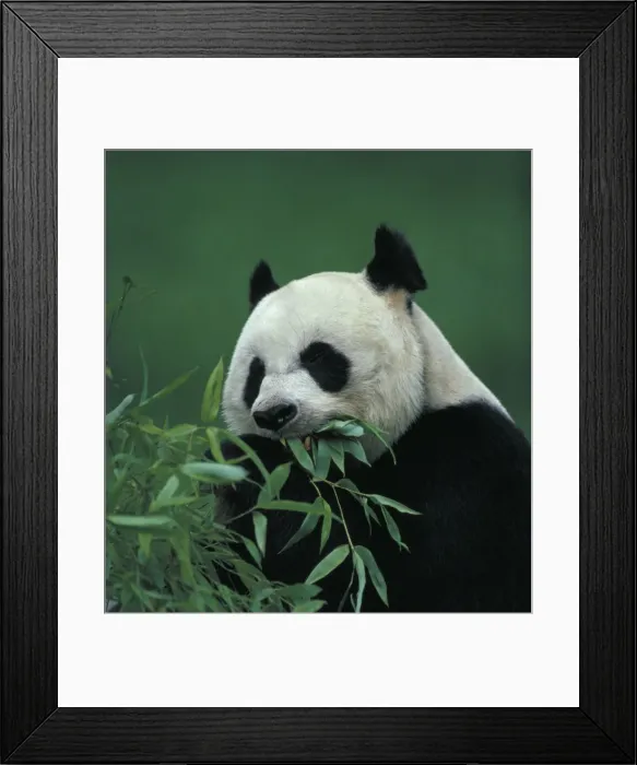 Framed Print : Giant Panda - Feeding - Native to the central Chinese provinces of Dansu-Shensi and Szechwan - Found in montane forests with dense stands of bamboo - Endangered species