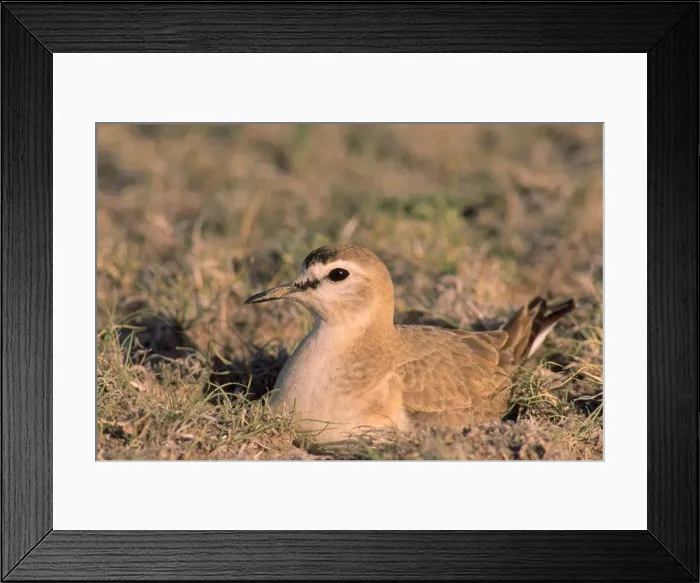 Framed Print : Mountain Plover - male on nest Colorado, USA Framed Print : Mountain Plover - male on nest Colorado, USA