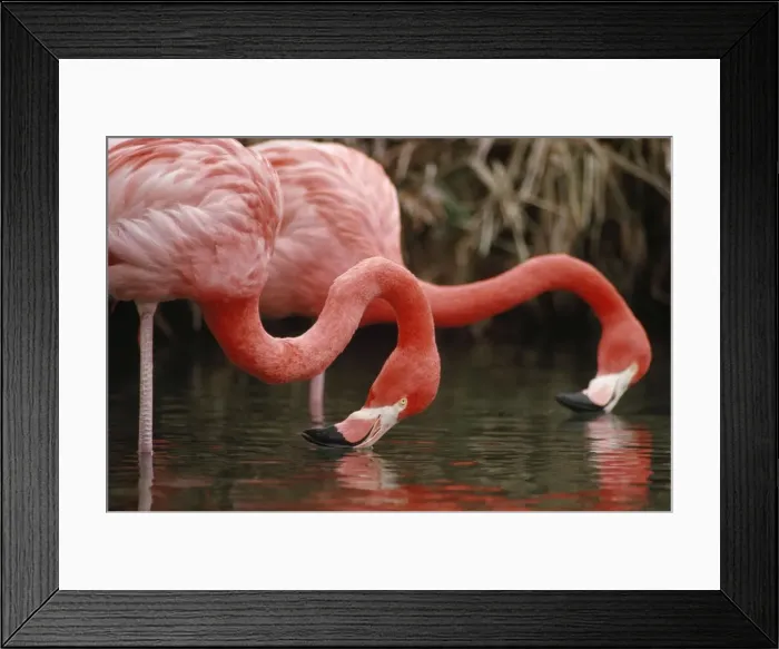Framed Print : greater Flamingo - feeding USA Framed Print : greater Flamingo - feeding USA
