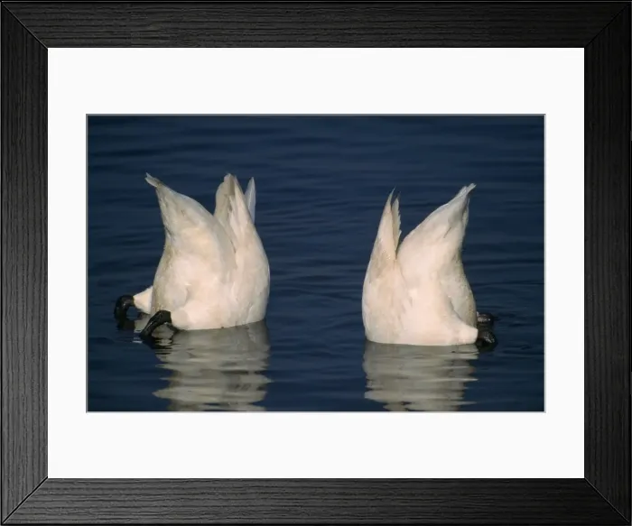 Framed Print : Whooper Swan - bottom feeding UK Framed Print : Whooper Swan - bottom feeding UK