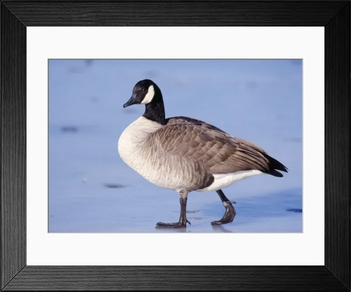 Framed Print : Canadian Goose Rocky Mountains, Colorado, USA