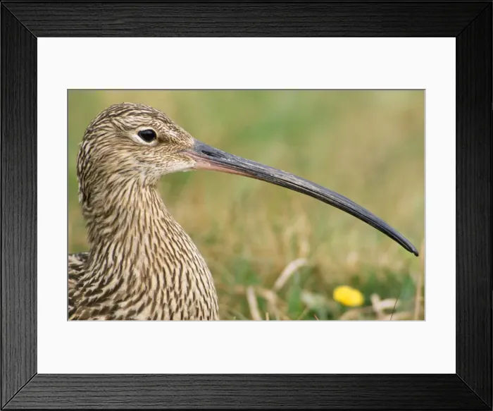 Framed Print : Common Curlew - close-up UK Framed Print : Common Curlew - close-up UK