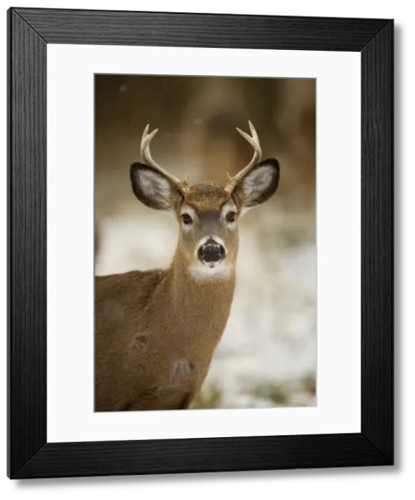 Framed Print : White-tailed Deer - Young buck Framed Print : White-tailed Deer - Young buck