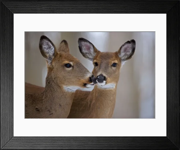 Framed Print : White-tailed Deer - Does Framed Print : White-tailed Deer - Does