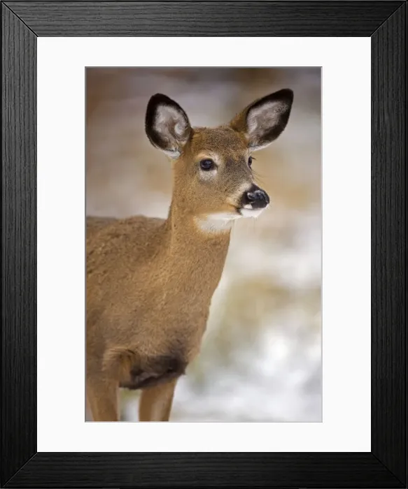 Framed Print : White-tailed Deer - Doe USA Framed Print : White-tailed Deer - Doe USA
