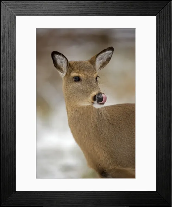 Framed Print : White-tailed Deer - Doe USA