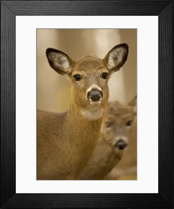 Framed Print : White-tailed Deer - Doe USA Framed Print : White-tailed Deer - Doe USA