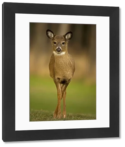 White-tailed Deer - Fawn USA