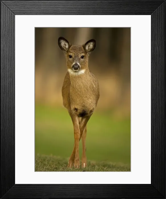 Framed Print : White-tailed Deer - Fawn USA Framed Print : White-tailed Deer - Fawn USA