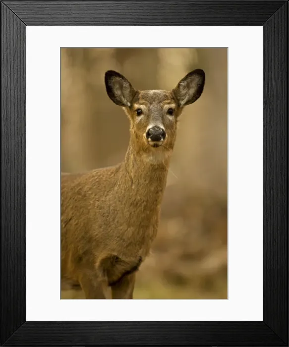 Framed Print : White-tailed Deer - Doe USA Framed Print : White-tailed Deer - Doe USA