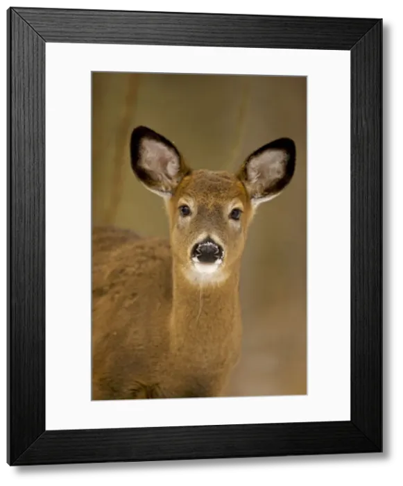 Framed Print : White-tailed Deer - Doe Framed Print : White-tailed Deer - Doe