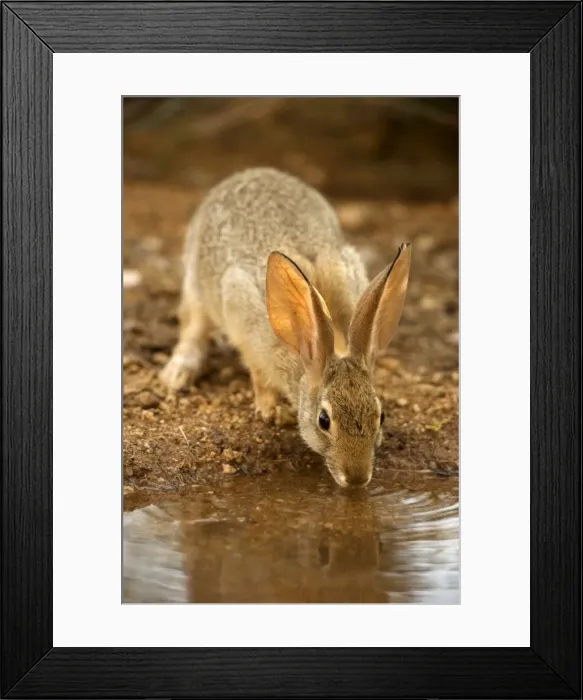 Framed Print : Desert Cottontail - Drinking from temporary pool Sonoran Desert, Arizona, USA Framed Print : Desert Cottontail - Drinking from temporary pool Sonoran Desert, Arizona, USA