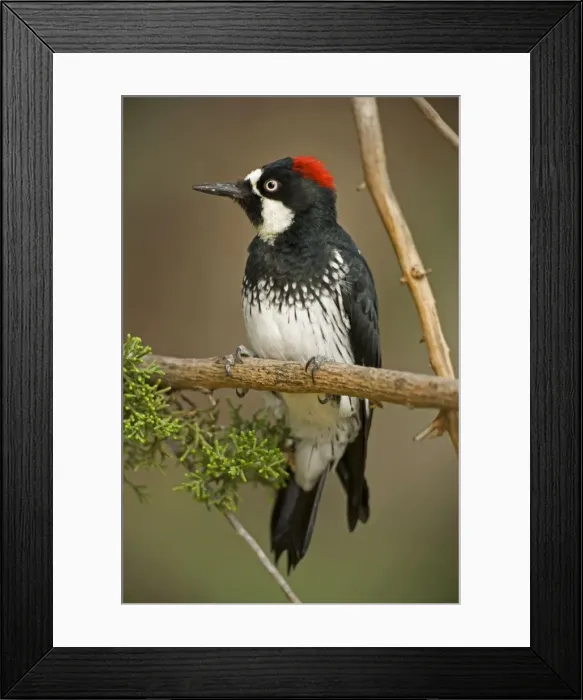 Framed Print : Acorn Woodpecker - Range is western United States to Colombia - Habitat is woods, groves, mixed forest, canyons and foothills. Arizona, USA