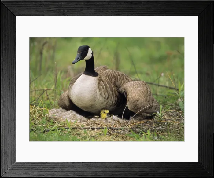 Framed Print : Canada Goose - on nest with young Range is Alaska, Canada and northern USA Framed Print : Canada Goose - on nest with young Range is Alaska, Canada and northern USA