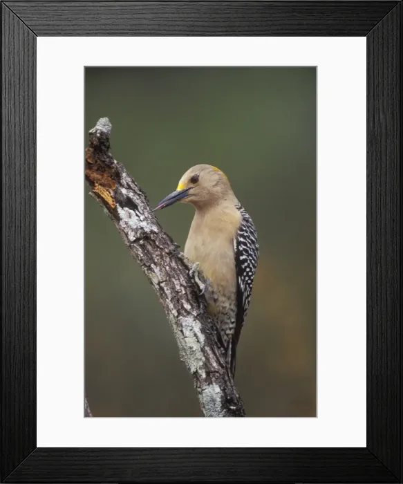 Framed Print : Golden-fronted Woodpecker - Like other woodpeckers their sharp bill is used to chisel out insect food and nest holes, and to drum a territorial signal to rivals. Texas, USA Framed Print : Golden-fronted Woodpecker - Like other woodpeckers their sharp bill is used to chisel out insect food and nest holes, and to drum a territorial signal to rivals. Texas, USA