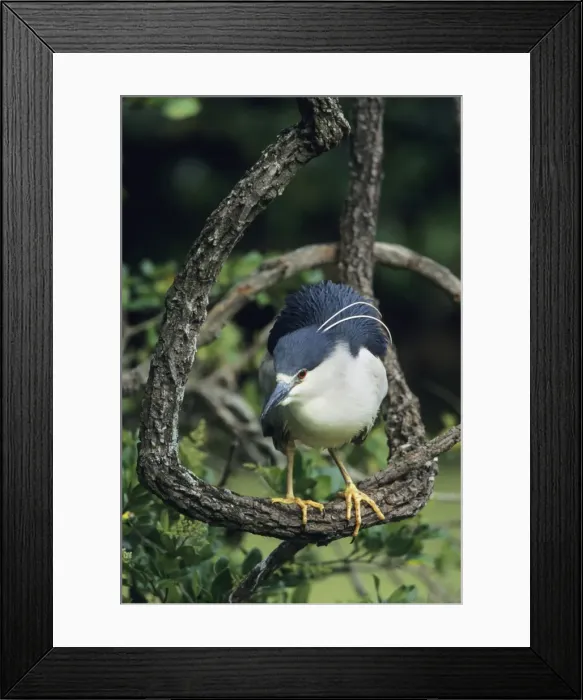Framed Print : Black-crowned Night Heron Louisiana, USA Framed Print : Black-crowned Night Heron Louisiana, USA