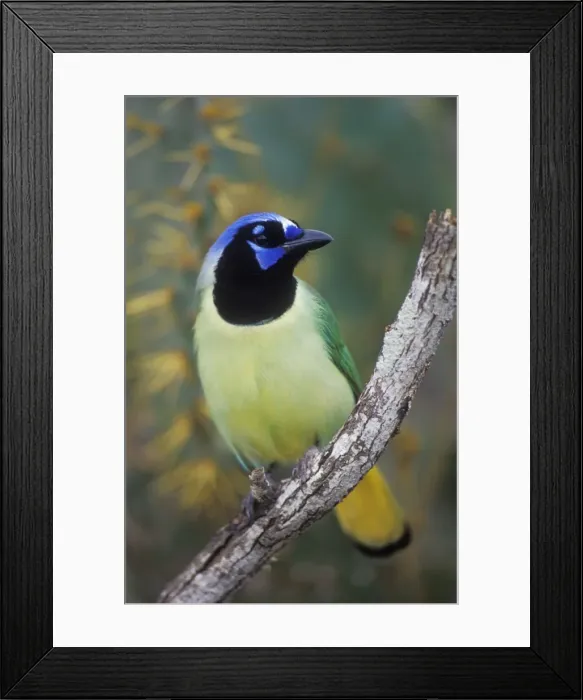 Framed Print : Green Jay - Tropical species, range extends to southern tip of Texas. Texas, USA Framed Print : Green Jay - Tropical species, range extends to southern tip of Texas. Texas, USA