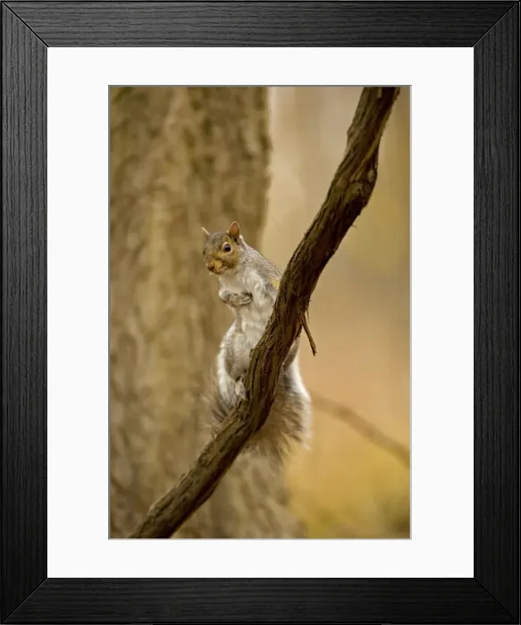 Framed Print : Eastern Gray Squirrel Range is eastern United States Framed Print : Eastern Gray Squirrel Range is eastern United States