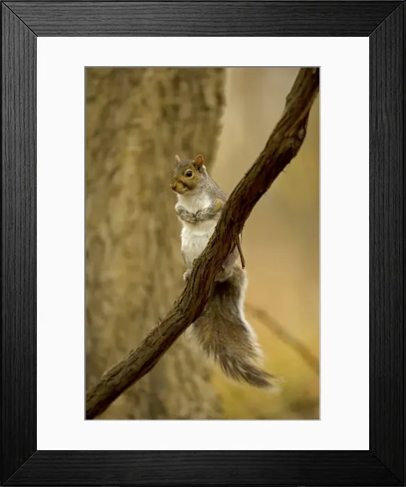 Framed Print : Eastern Gray Squirrel Range is eastern United States Framed Print : Eastern Gray Squirrel Range is eastern United States