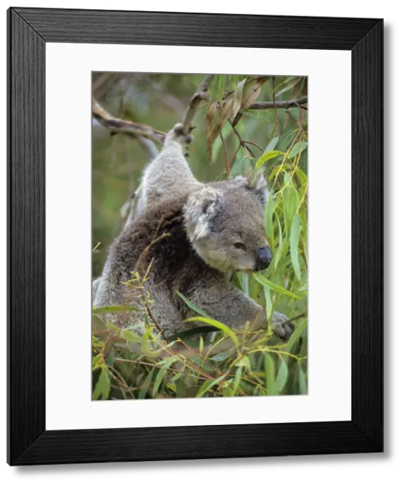 Framed Print : Koala - Eating eucalpytus leaves Australia Framed Print : Koala - Eating eucalpytus leaves Australia