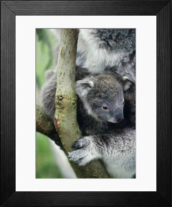 Framed Print : Koala - cub Australia Framed Print : Koala - cub Australia